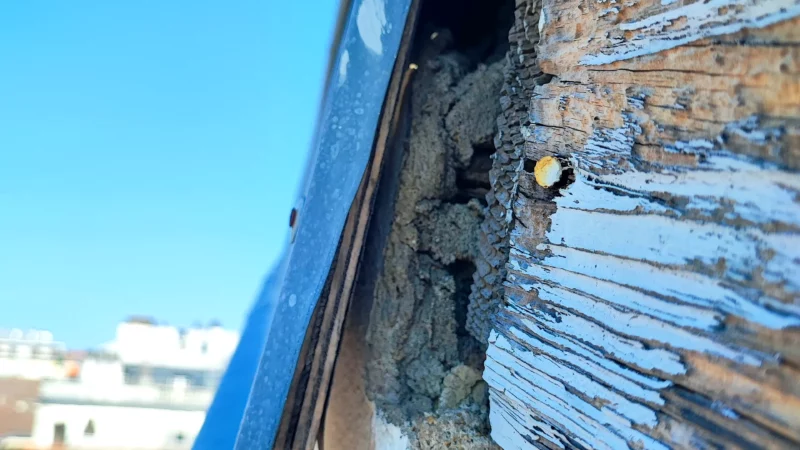 Détail d'un bardage en bois dégradé sous une bavette en zinc.